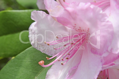 Rhododendronblüte