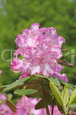 Rhododendron