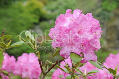 Rhododendron