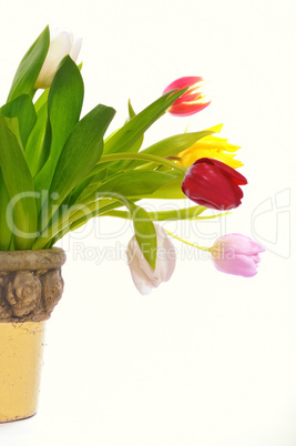 Tulpen im Steintopf Tulpen im Steintopf