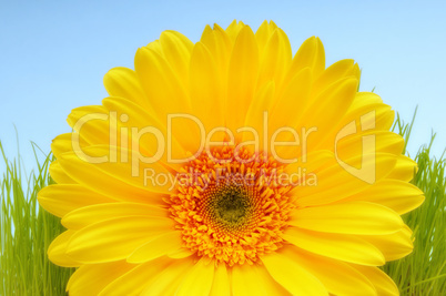 Soft yellow Daisy