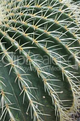 runder Kaktus