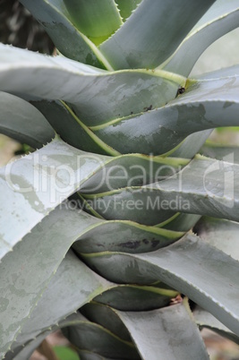 Aloe Suzannae