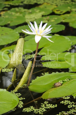 Weiße Seerose