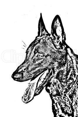 Malinois Portrait