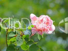rosa Rosenblüte