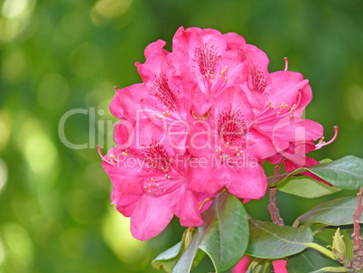 pinker Rhododendron