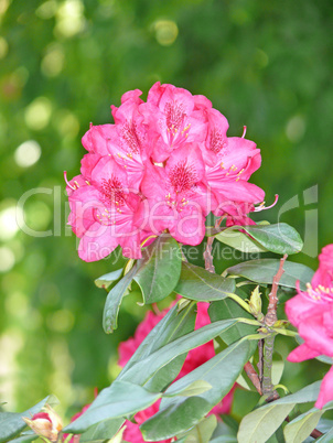 pinker Rhododendron