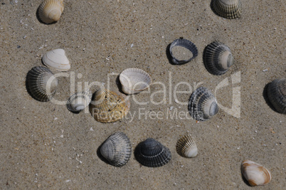 Muscheln am Strand