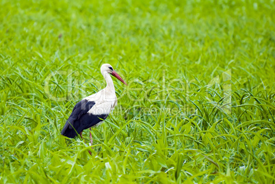 Storch im grünen Feld