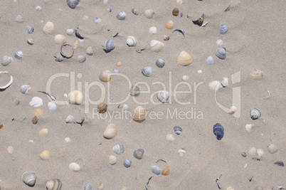 Muscheln am Strand