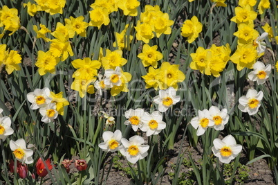 Narzissen und Osterglocken