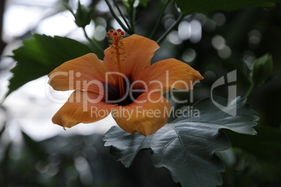 Hibiskus