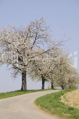 Bäume an einem Feldweg