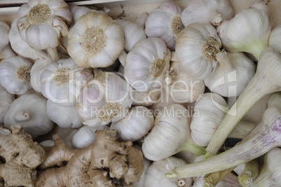 Knoblauch