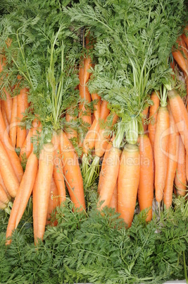 Karotten