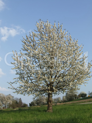 Kirschbaum mit Blüten