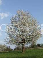 Kirschbaum mit Blüten