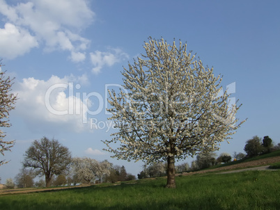 Kirschbaum mit Blüten