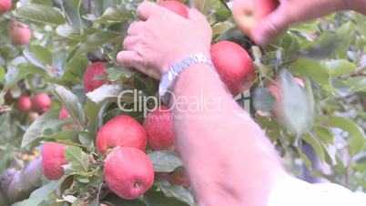 Picking royal gala  apples close up