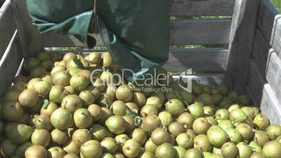 Freshly picked pears placed into a orchard bin