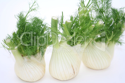 Fenchel