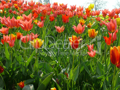 Tulpenwiese