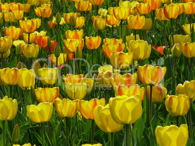 Tulpenwiese