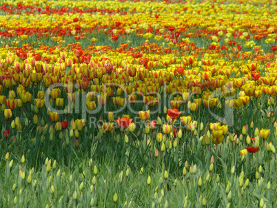 Tulpenwiese