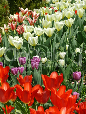 Tulpenwiese