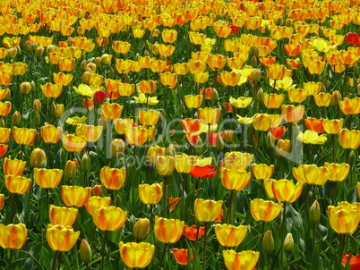 Tulpenwiese