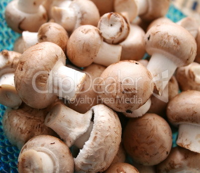 champignons