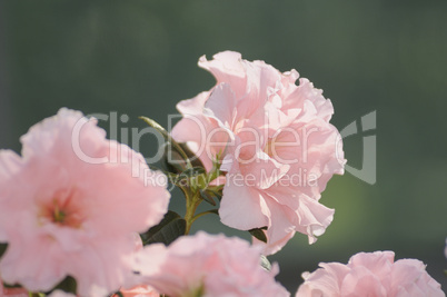 rosa Azaleenblüten
