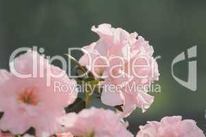 rosa Azaleenblüten
