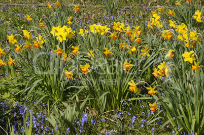 Frühlingsblumen