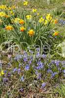 Blumenwiese