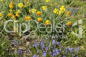 Blumenwiese