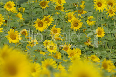 Sonnenblumen