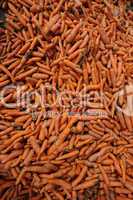 Karotten (Viehfutter)