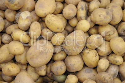Futterkartoffeln