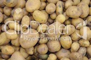 Futterkartoffeln