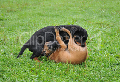 Malinois und Rottweiler