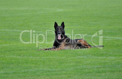 Malinois