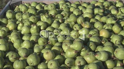Zoom in shot of a bin of green pears