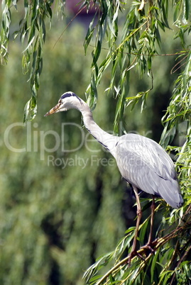 ardea cinerea Graureiher