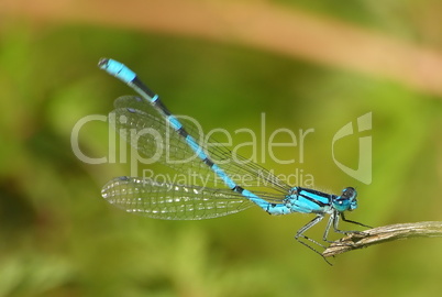 Coenagrion-puella