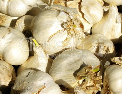 Knoblauch3