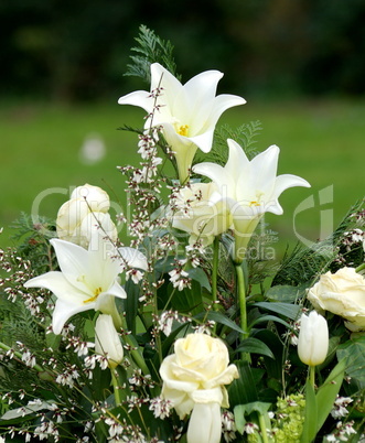 Lilium Longiflorum