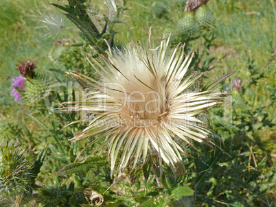 Silberdistel auf Baltrum