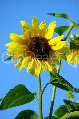 Sonnenblume